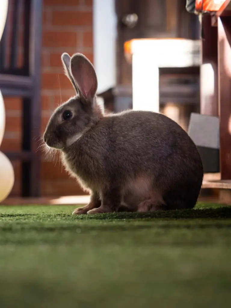 Can Rabbits Climb Trees