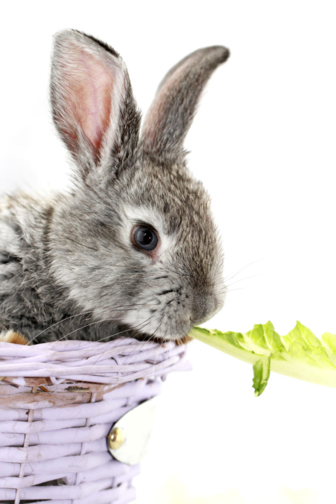 Can rabbits have avocado puree