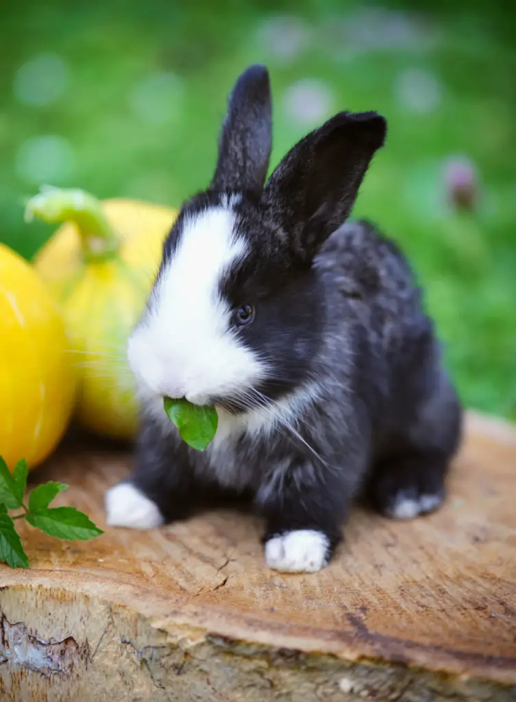 Can rabbits eat pears