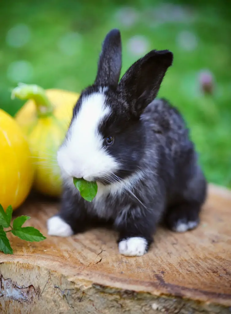 Why Not Feed Rabbits Pumpkins