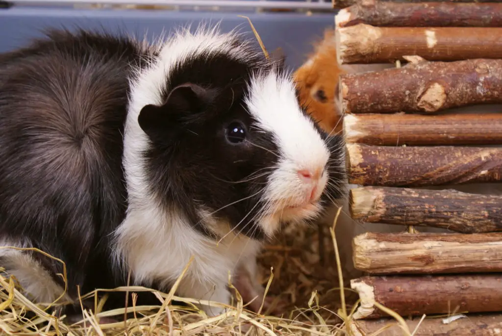 how to prepare pumpkins for guinea pigs