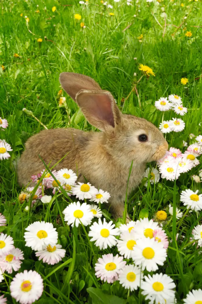 Benefits Of Feeding Dandelions To Rabbits