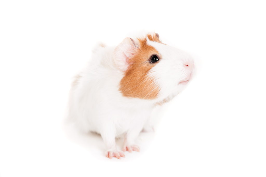  possible effects of pistachio nuts on your guinea pig