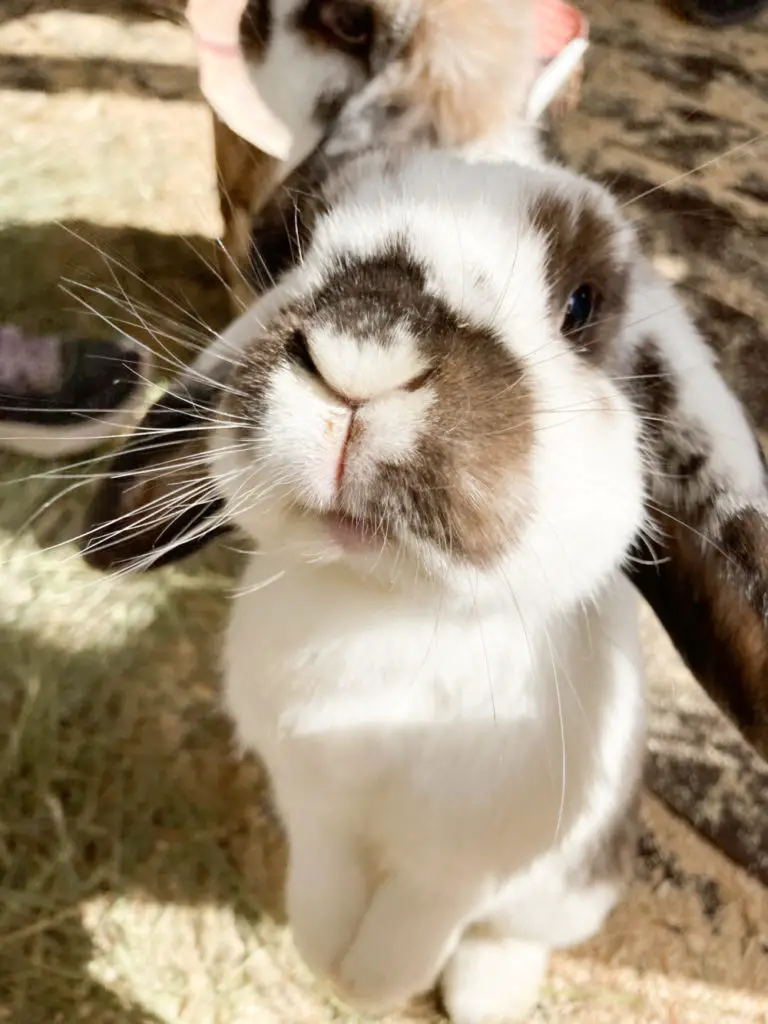 Which Parts of Mint Can be Fed to a Rabbit