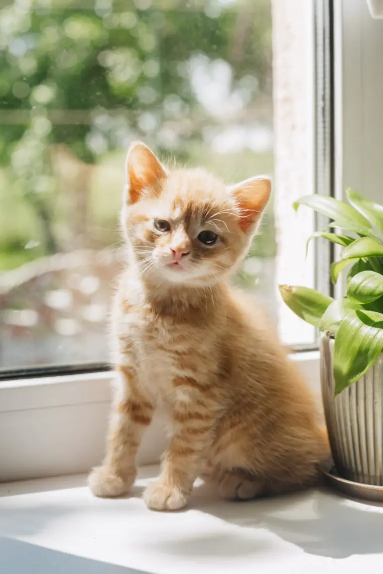 How To Force Feed A Cat StepbyStep Guide