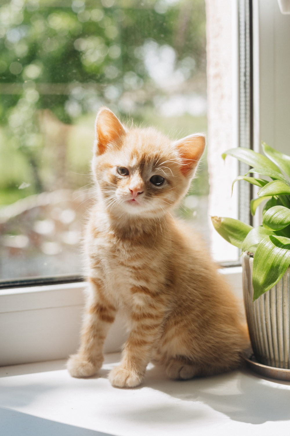 How To Force Feed A Cat StepbyStep Guide