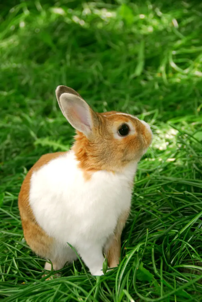 3 Reasons Why You Should Not Give Walnuts To Your Bunnies