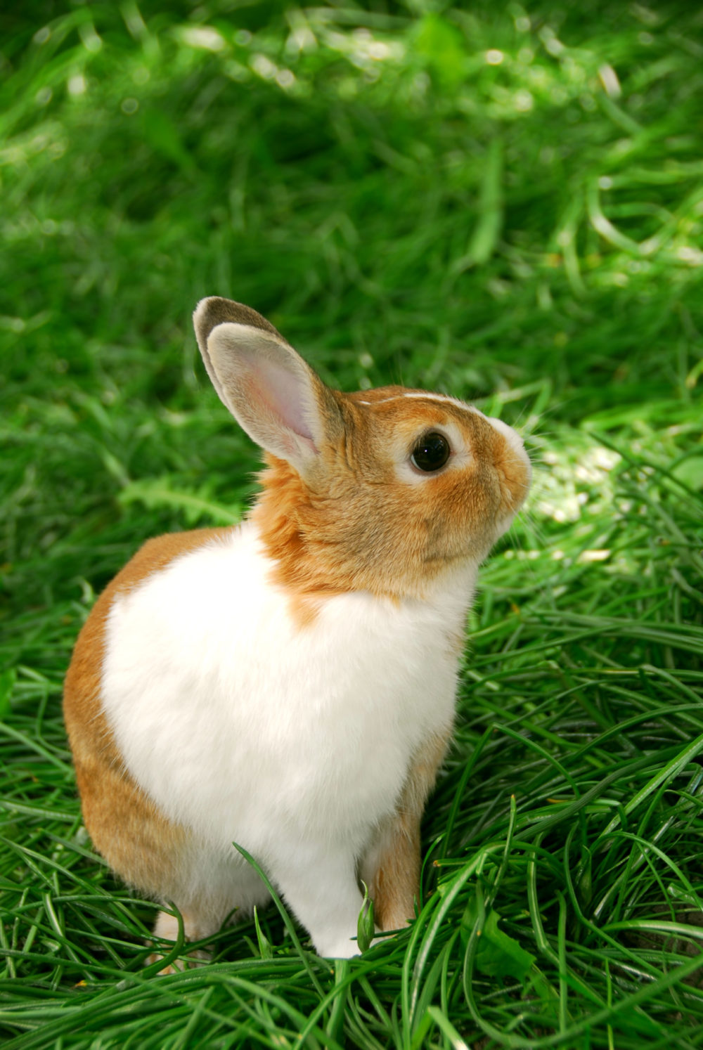 Can Rabbits Eat Walnuts? Essential Facts You Need To Know PetCosset