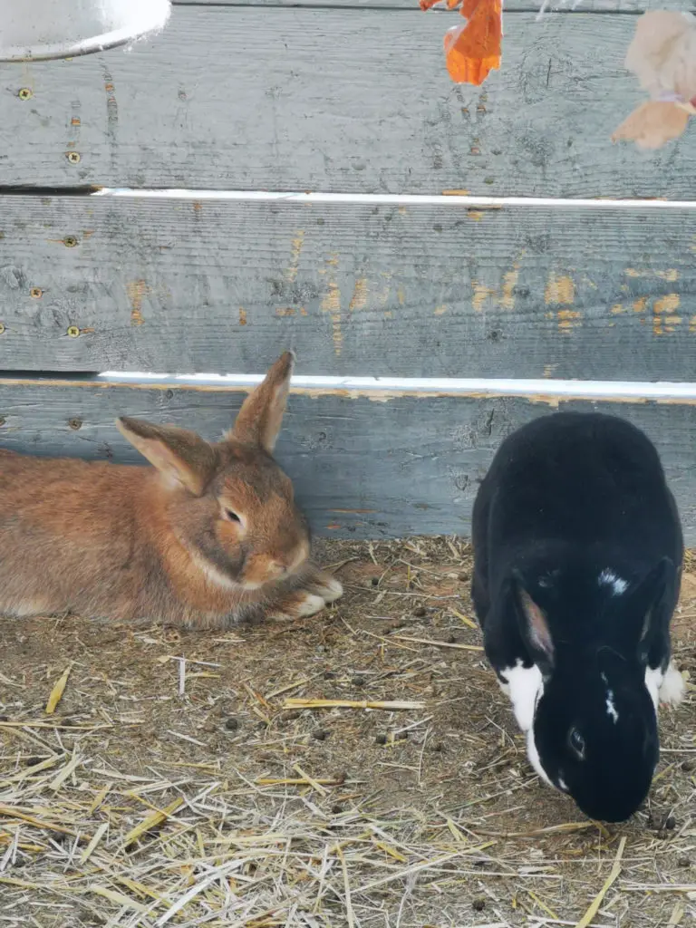 Can Cilantro Harm Your Rabbit