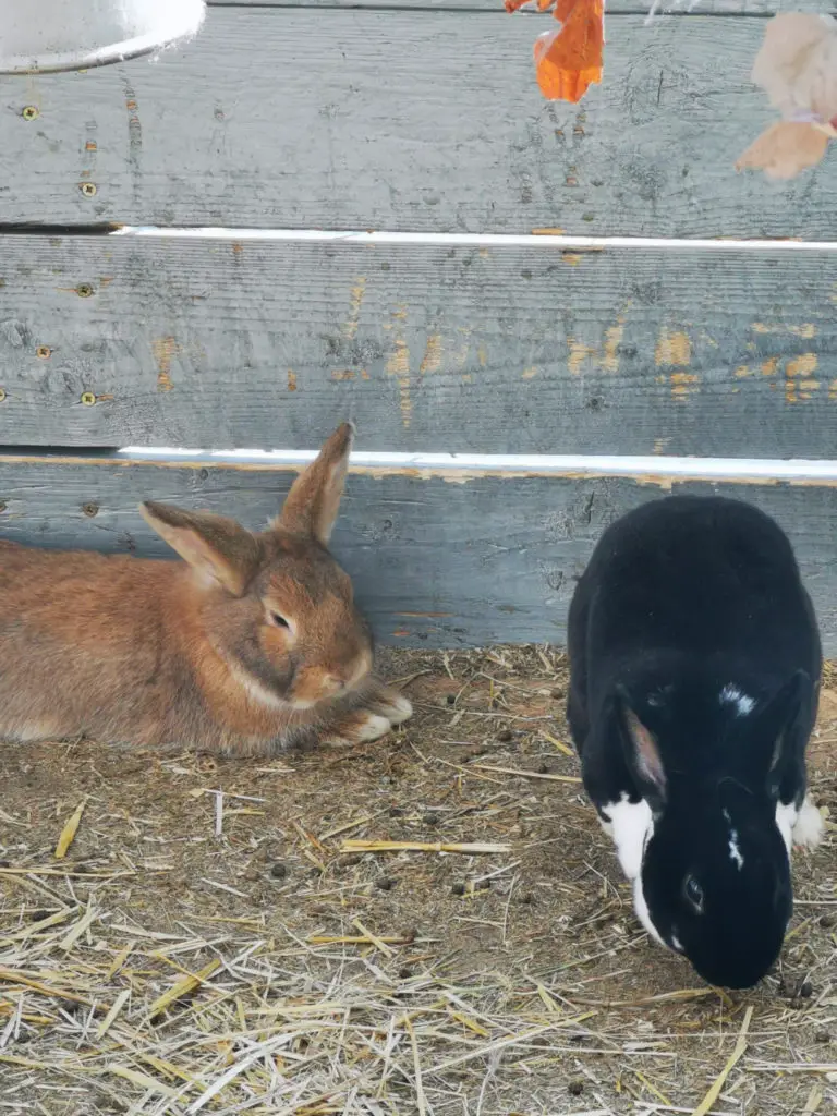 Are Bell Peppers Safe For Rabbits