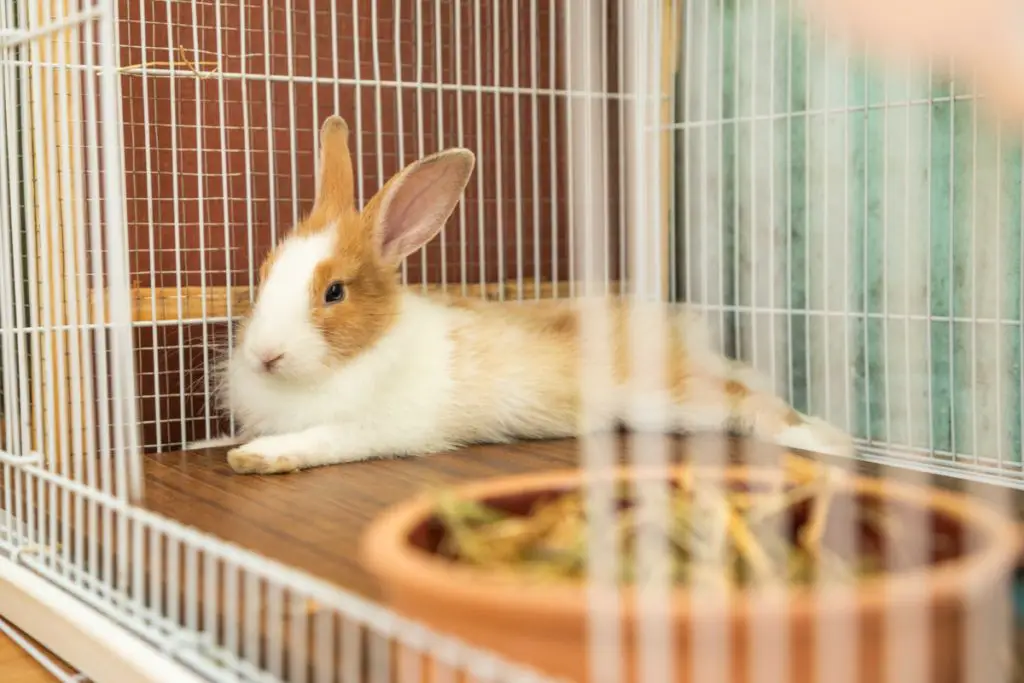 bitter apple spray for rabbits