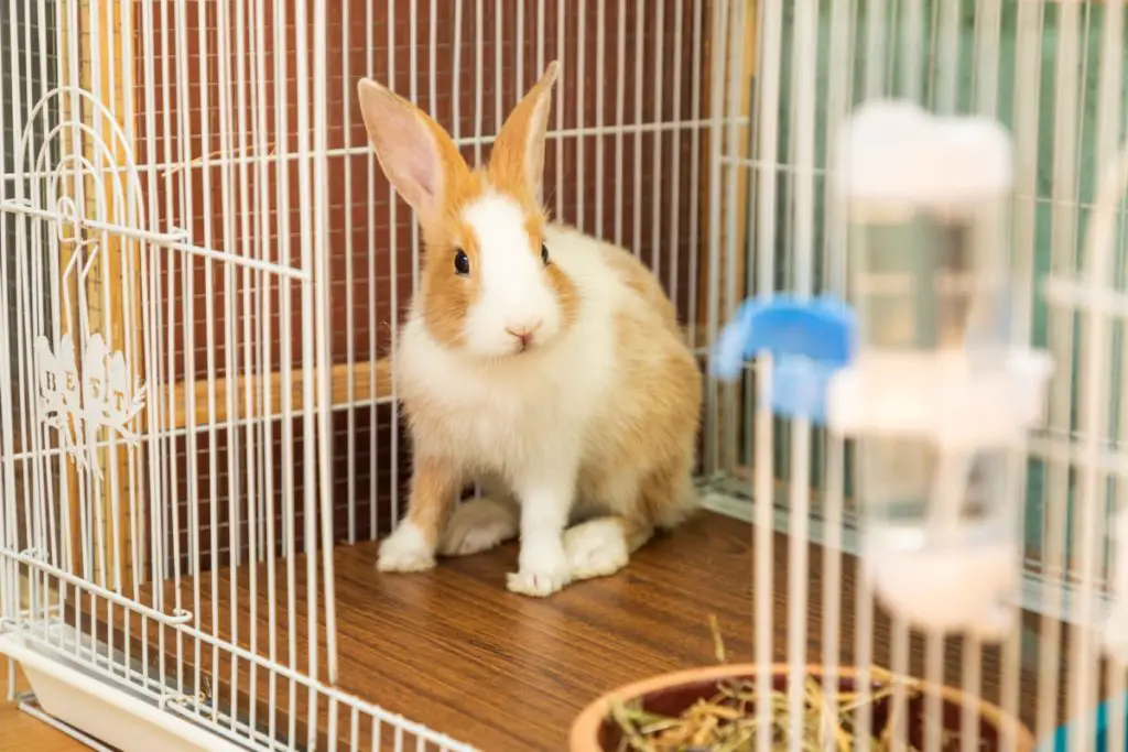 ways on how to stop inappropriate chewing of rabbits