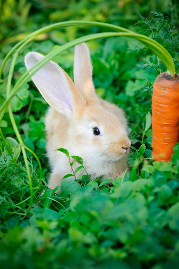 how do cashews affect a rabbit’s gut