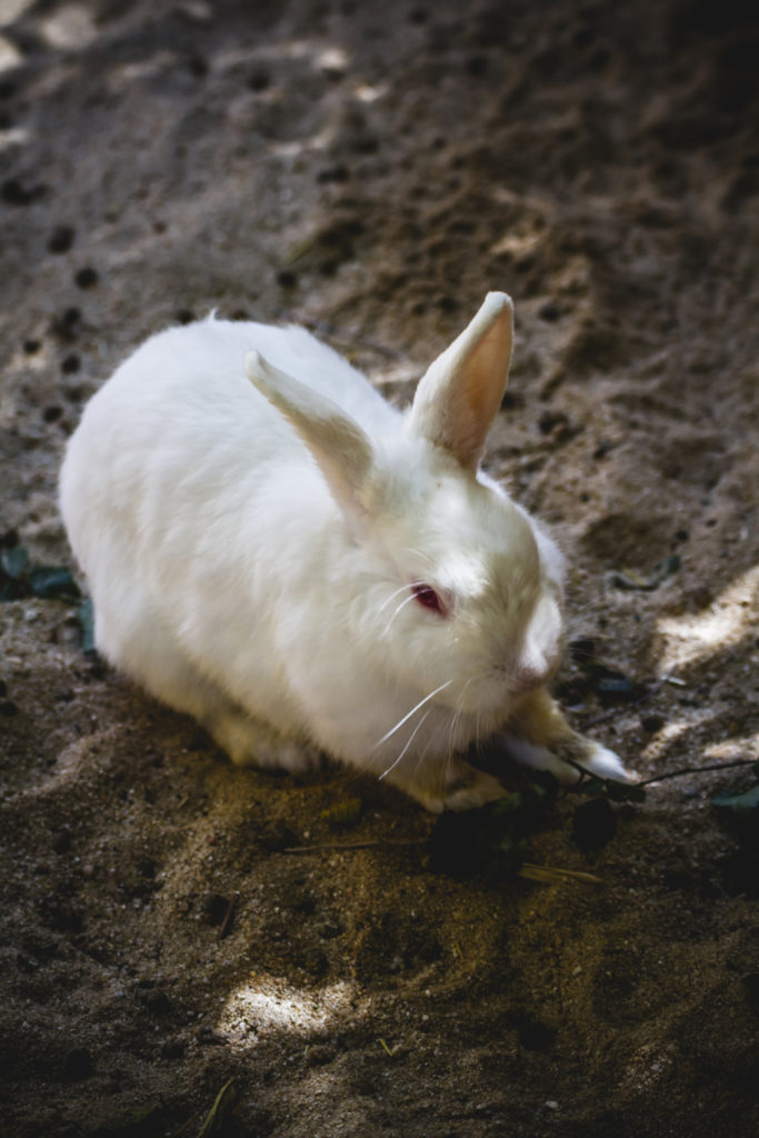 health benefits of cashews to rabbits