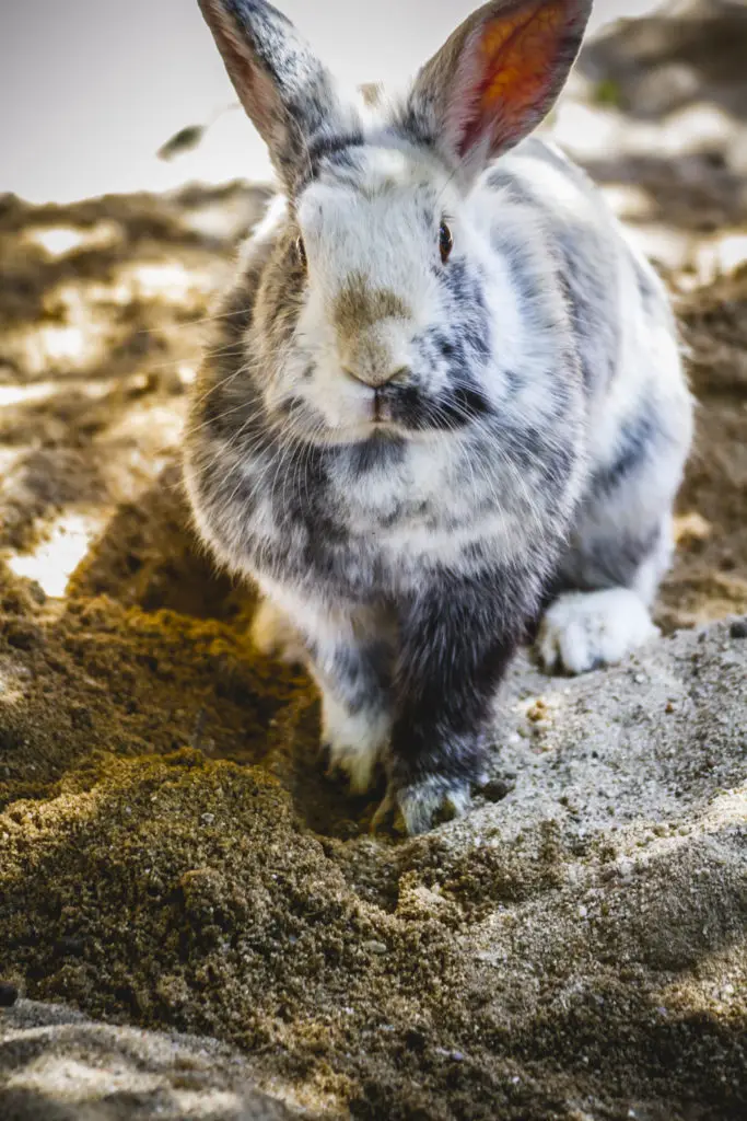 what happens if rabbits overeat cashews