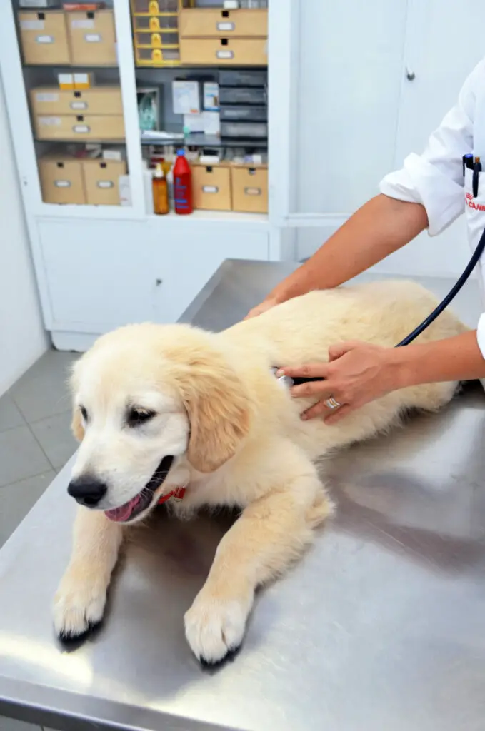 5 Benefits Of Neutering A Dog