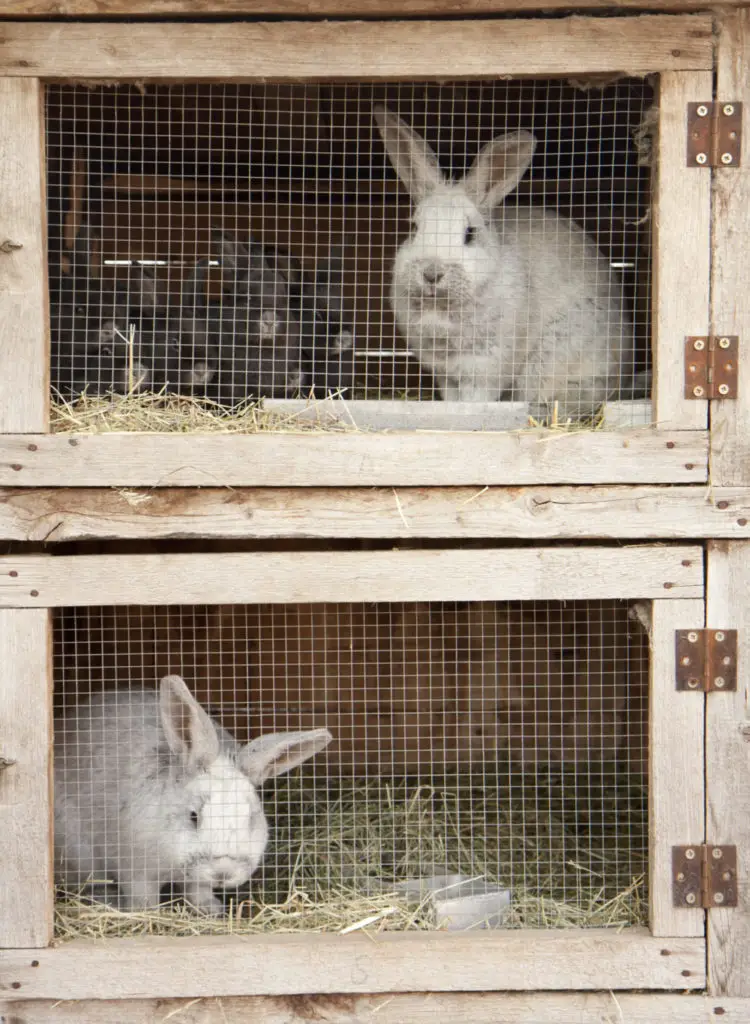 Risks Of Corn Husks To Rabbits