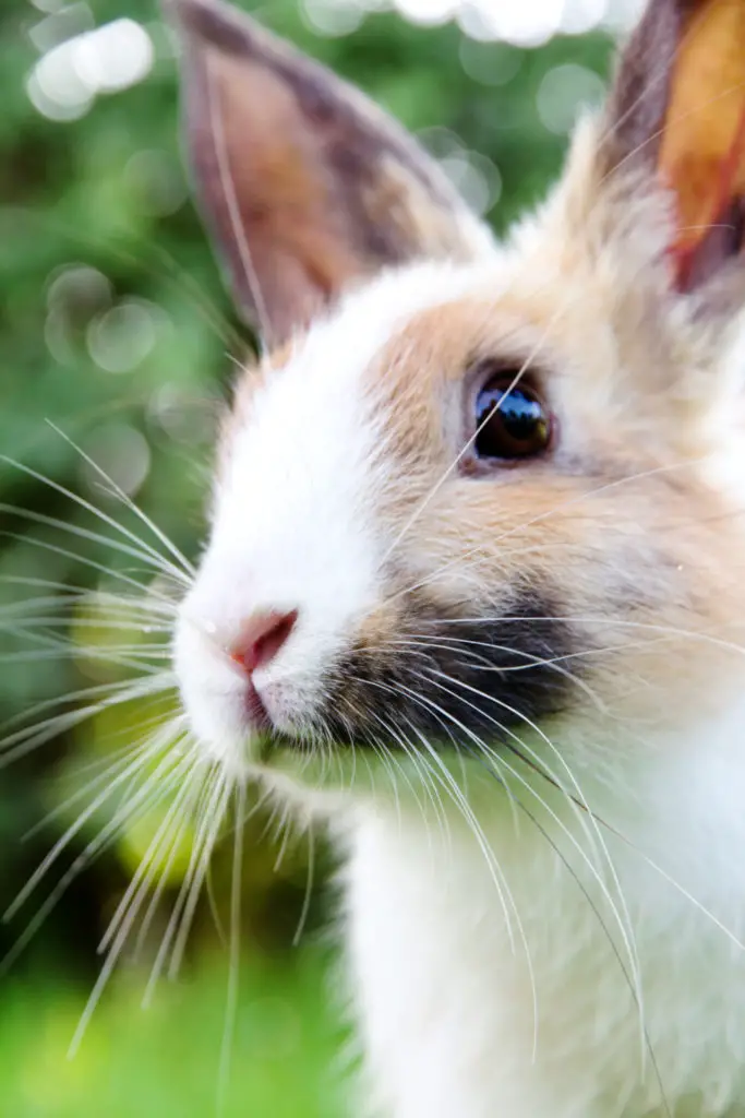 Rabbits Can Eat Pears