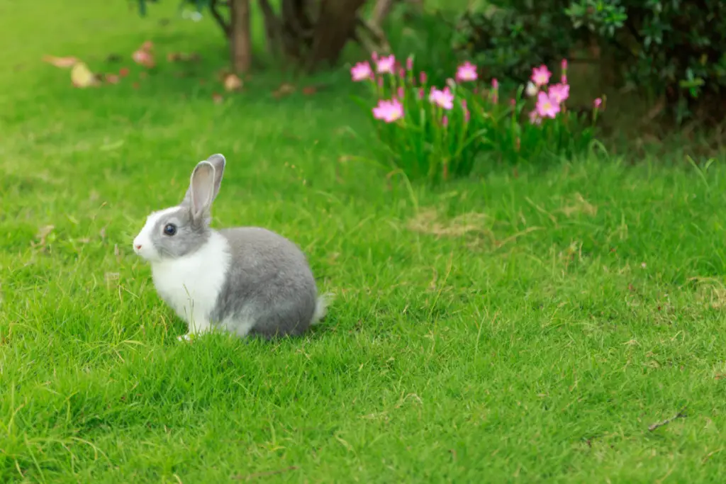 what to do if rabbits have lice