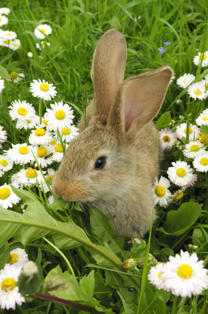 can rabbits eat roses