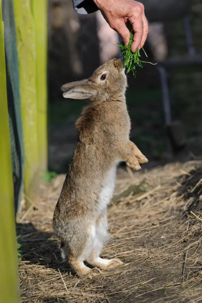 Can rabbits eat butternut squash