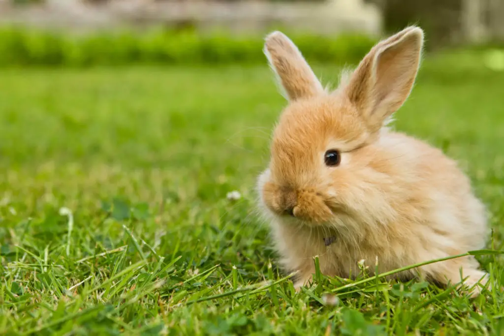 can rabbits eat papaya leaves and skin