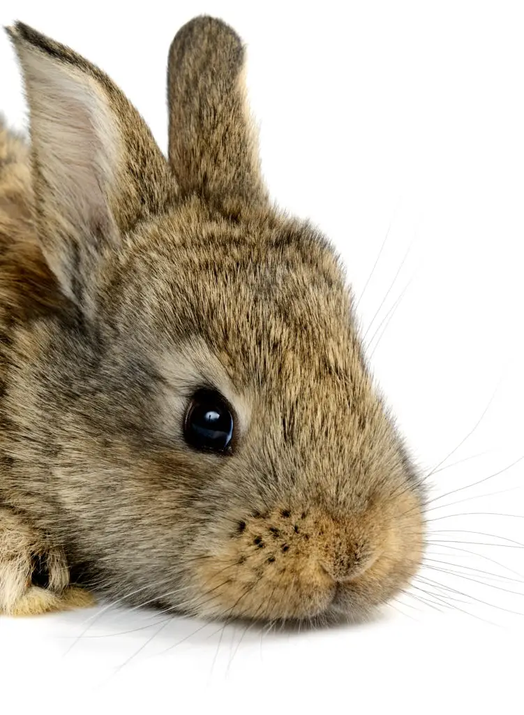 Risks Of Feeding Your Rabbits Bananas