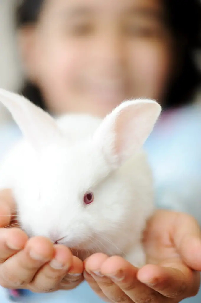 Are rabbits going to enjoy bread when I feed it to them