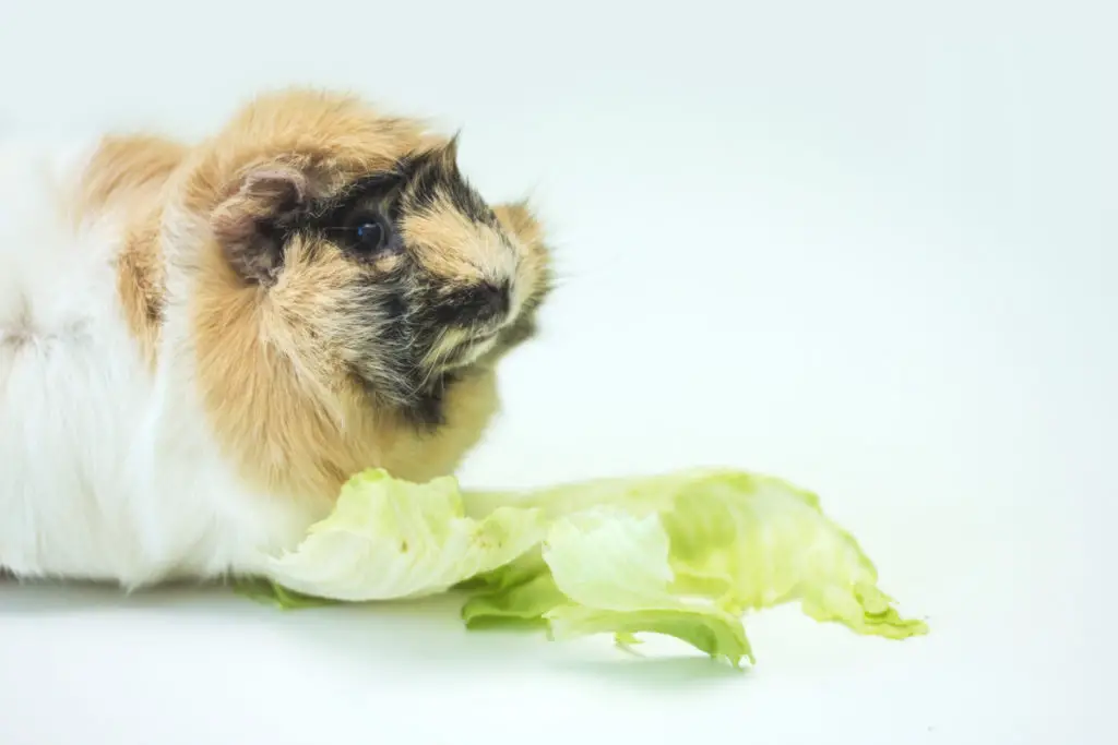 can guinea pigs eat arugula