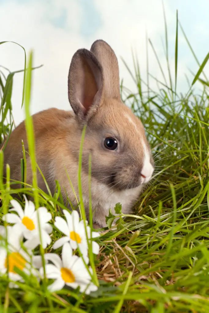 it is overall poisonous to rabbits