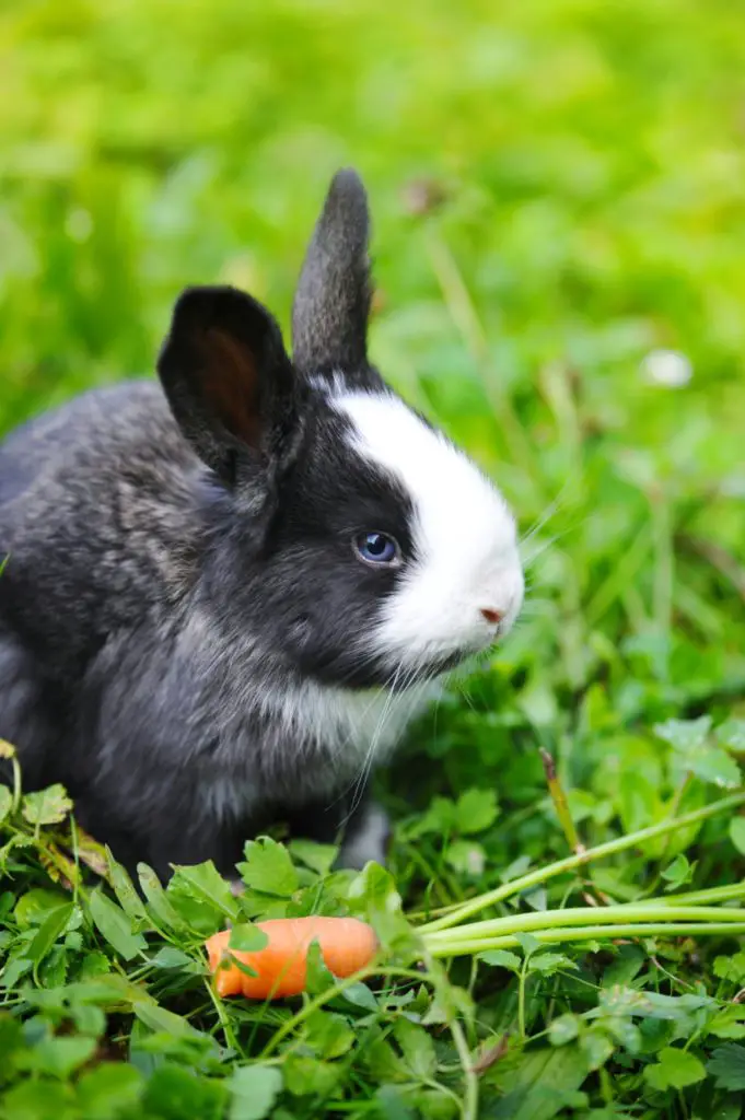 why not feed chives to rabbits