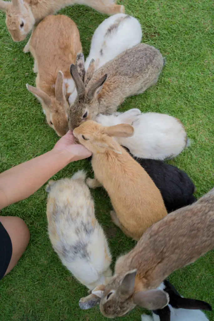 What To Consider When Feeding Pears To Your Rabbit