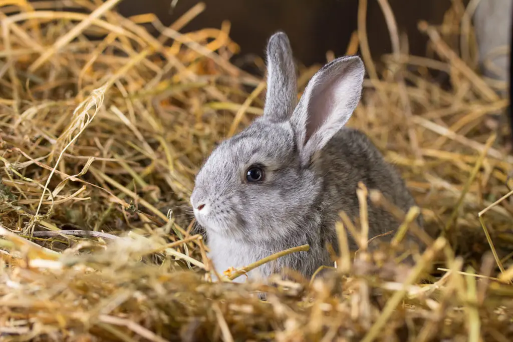 diseases that rabbit may acquire from mice