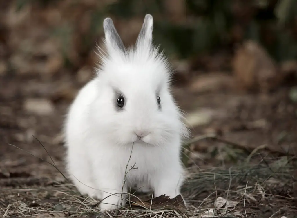 proper serving of kohlrabi to rabbits