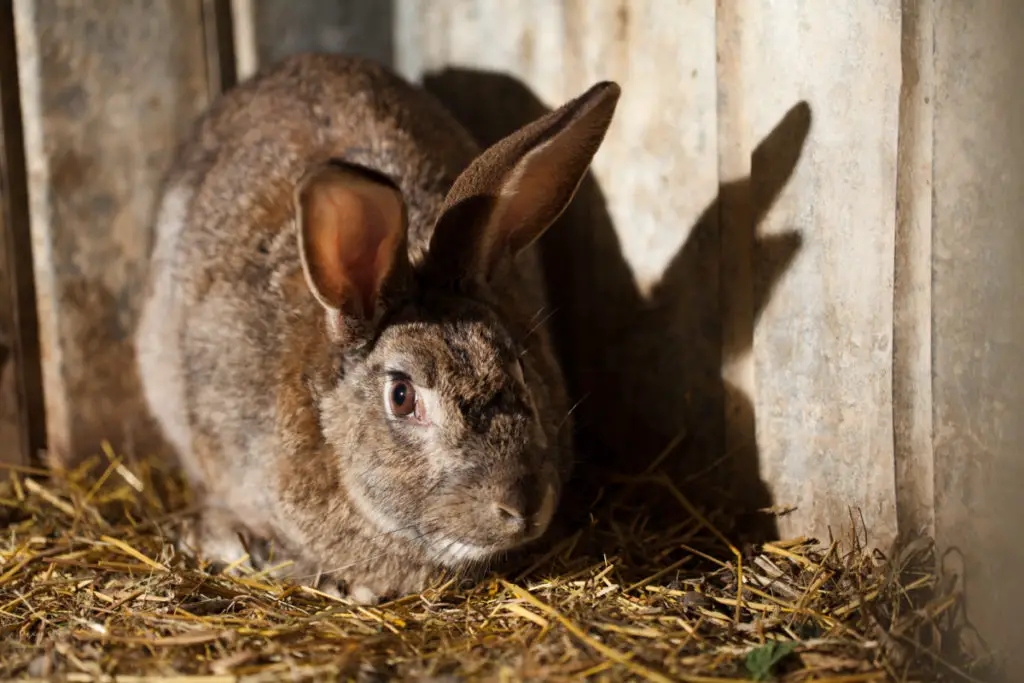 ways to stop mice from infiltrating a rabbit’s hutch