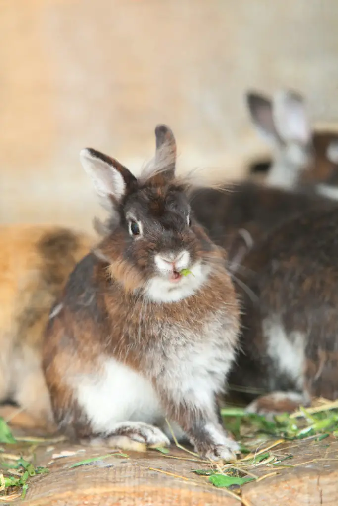 What kinds of fruits are considered suitable for rabbits