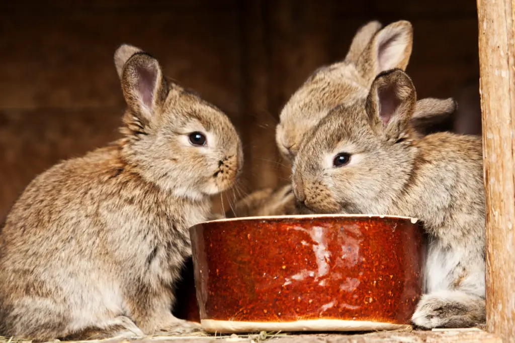 do rabbits experience false pregnancy