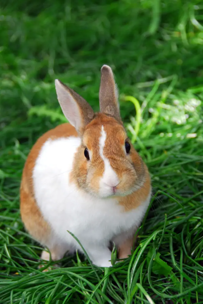 Rabbits And Corn Husks: What Rabbits Can Eat