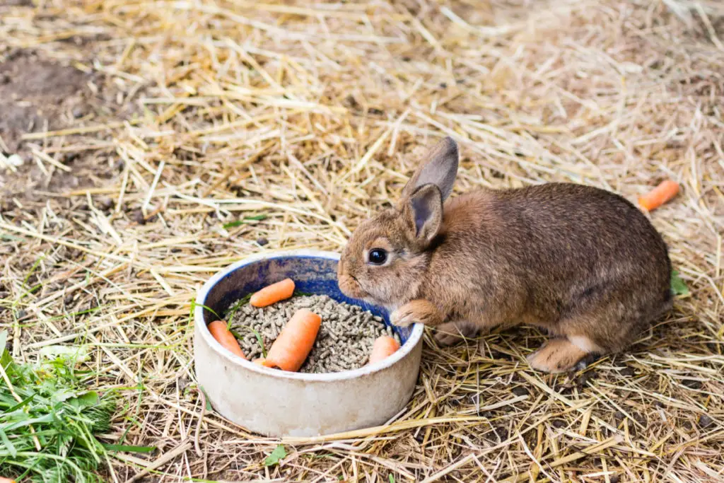 rabbits pregnancy