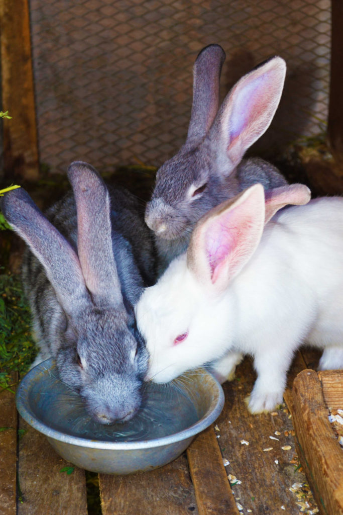 Can rabbits eat pistachios