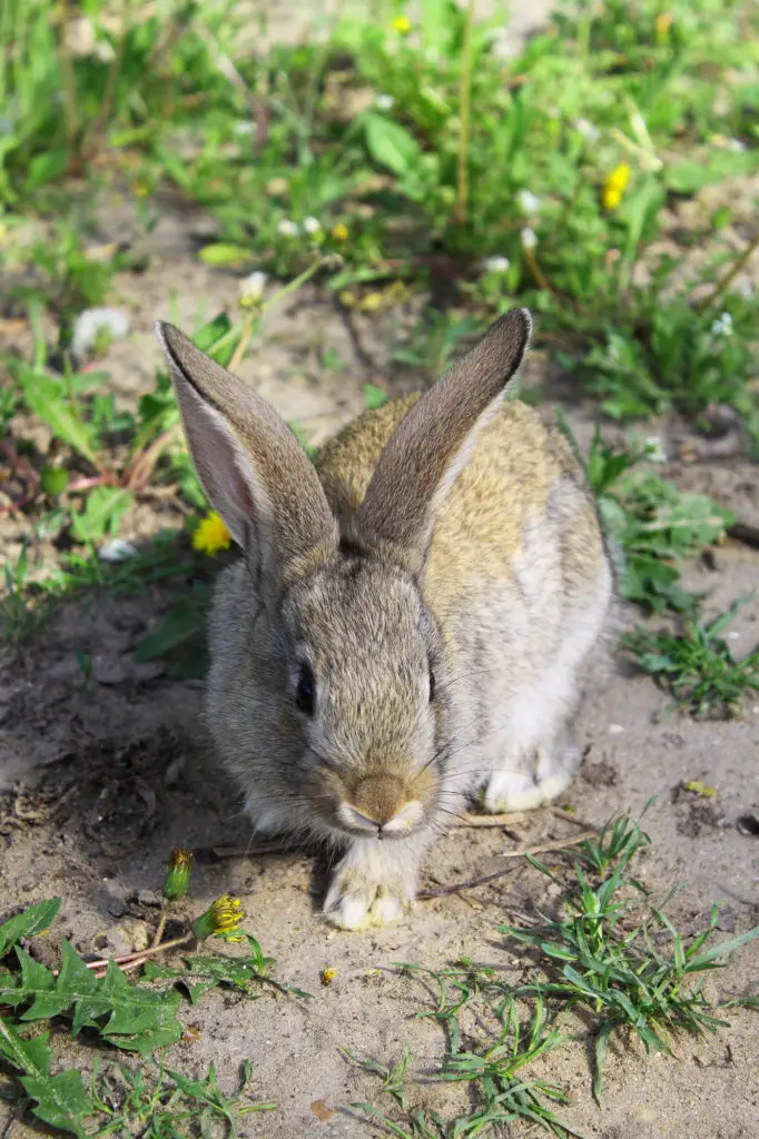 why do rabbits need toys