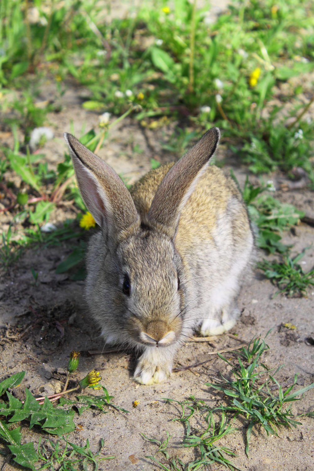 Can Rabbits Eat Chives? 3 Reasons Why You Shouldn't! PetCosset