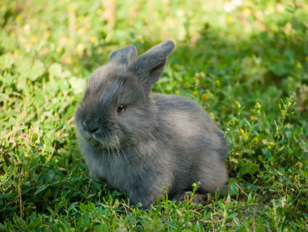 risks of feeding garlic to rabbits