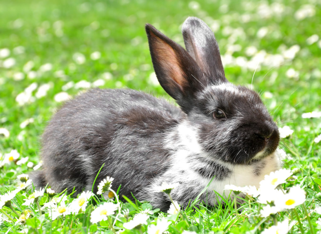 reasons why rabbits can’t stop chewing