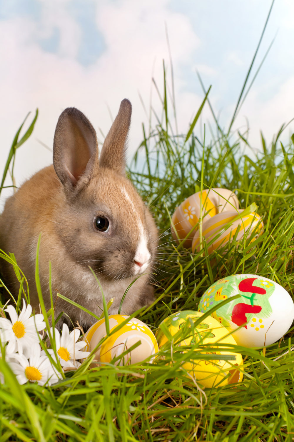 Can Rabbits Eat Roses? Avoid Rabbits Entry In 3 Ways? PetCosset