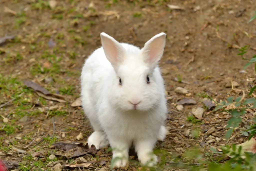 risk in giving too much kohlrabi to rabbits