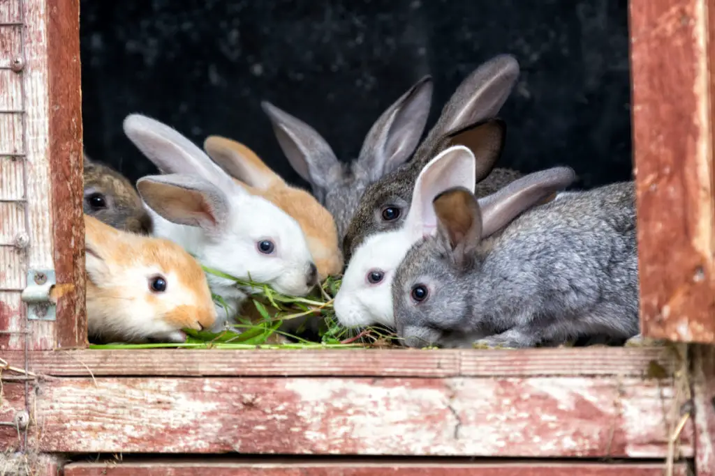 what to do when rabbits scream