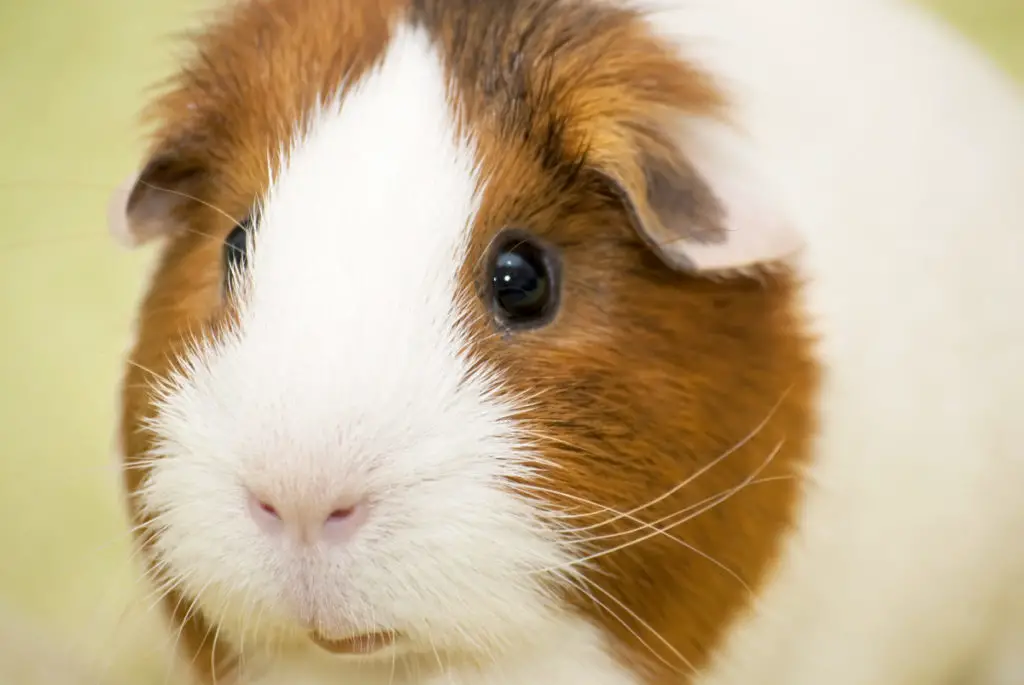how frequent should you feed your guinea pigs in a day