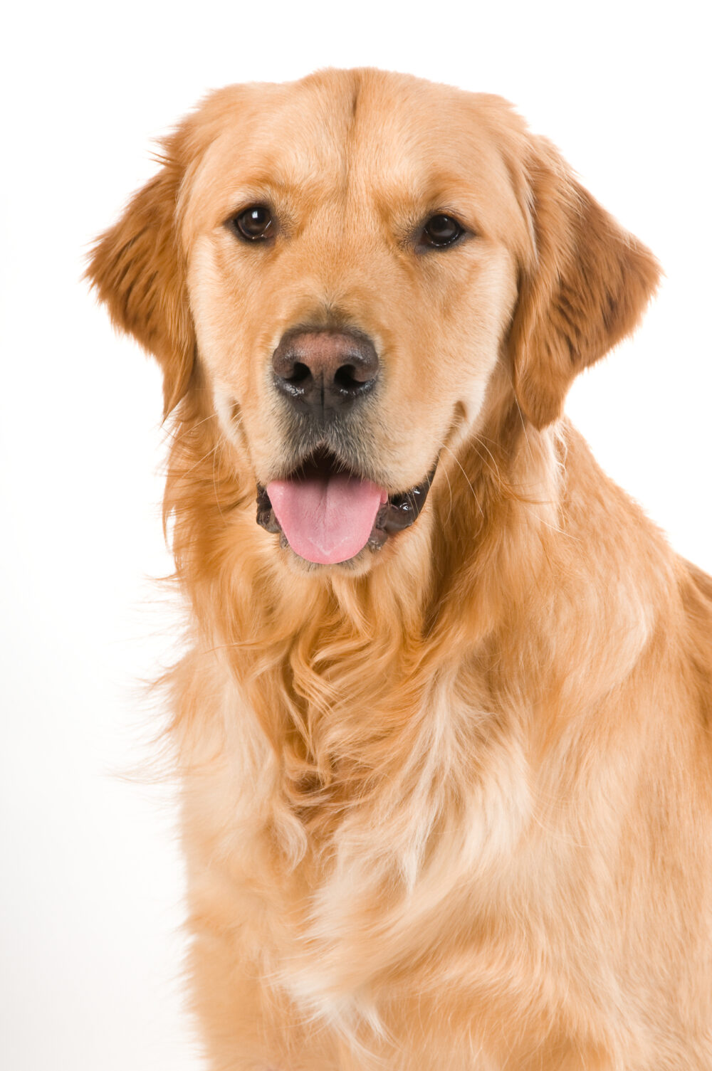 What Happens If A Dog Gets Vaccinated Twice? Here’s the Answer