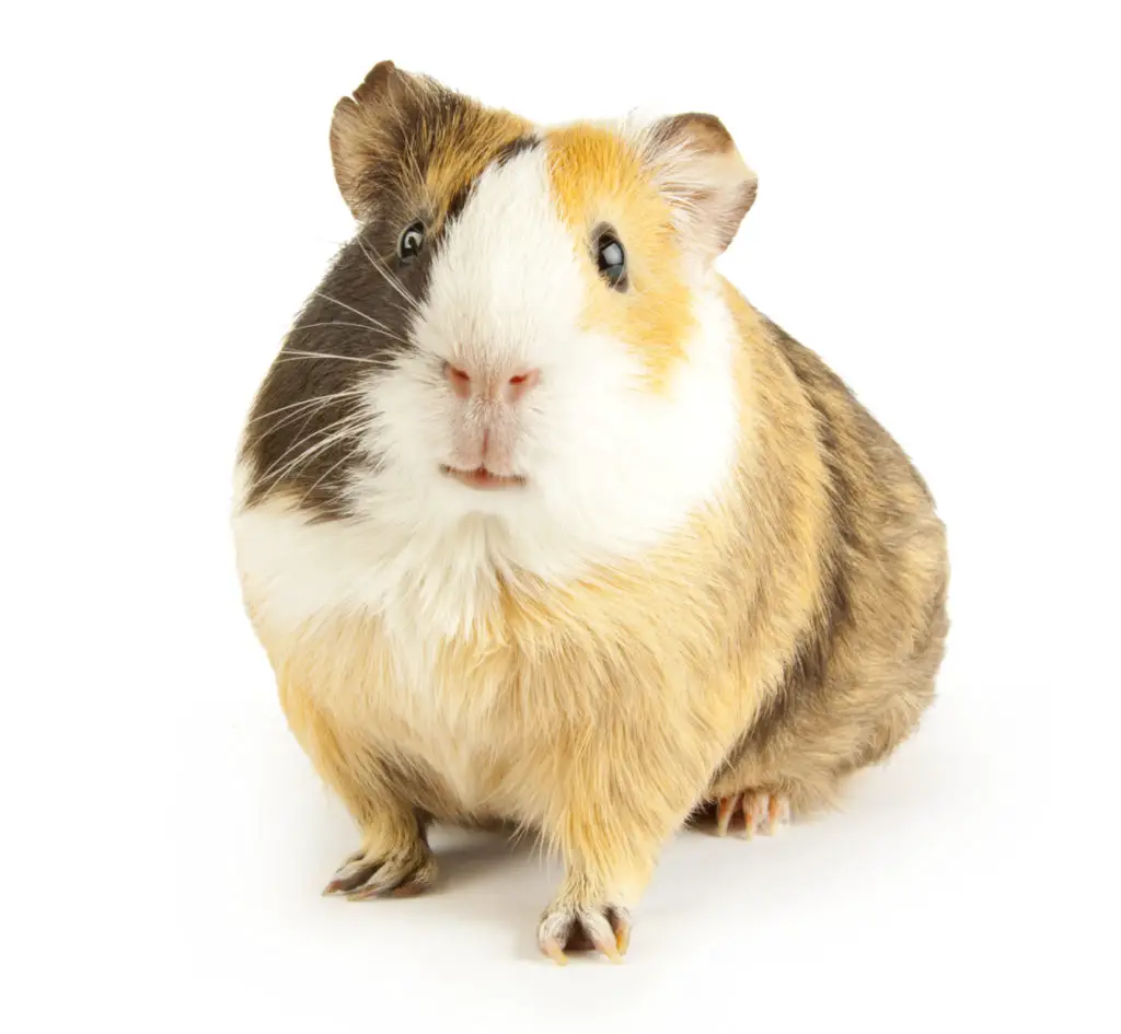 do guinea pigs eat pistachio nuts